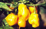 Burkina Yellow Habanero