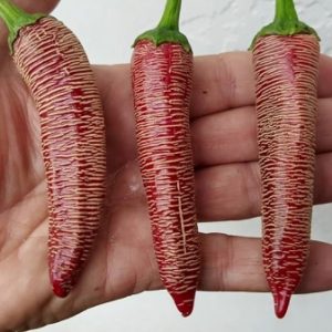 Mini Vezena Piperka Chilli Seeds
