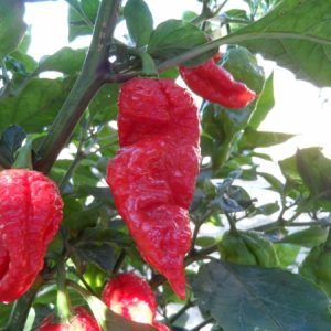 Chilli Pepper Seeds King Naga