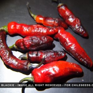 Mojo Blackie Chilli Seeds