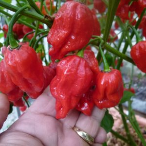 Naga Viper Chilli Seeds