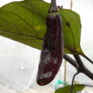 Pimenta Da Neyde chilli seeds