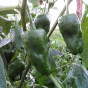 Pimiento de Padron Chilli Seeds