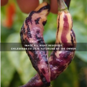 Pink Tiger Chilli Seeds