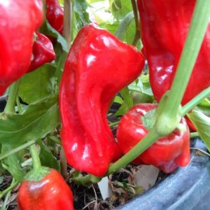 Urfa Biber Chilli Pepper Seeds