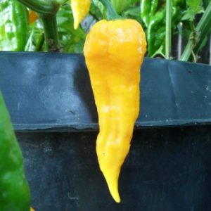 Yellow Bhut Jolokia Ghost Chilli Seeds