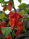 Bhut Jolokia Chilli Powder