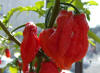 Assam Bhut Jolokia