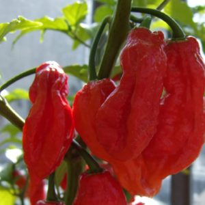 Bhut Jolokia Chilli Flakes
