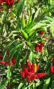 NuMex Mirasol