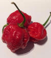 Trinidad Scorpion Moruga Dried Pods