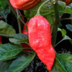 Naga Morich Chilli Seeds