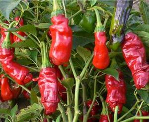 Peter Pepper RED