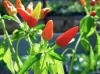 Prairie Fire
