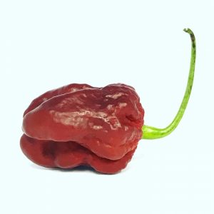 Chocolate Trinidad Douglah 7 Pot Pepper Chilli Seeds