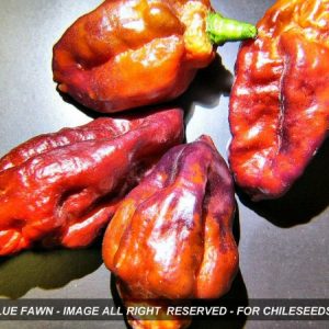 Yaki Blue Fawn Chili Pepper Seeds
