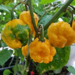 Scotch Brain Chilli Seeds