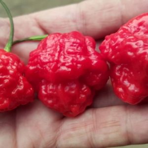 Nalah Beast Chilli Seeds
