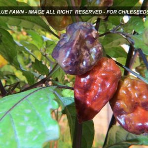 Yaki Blue Fawn Chili Pepper Seeds