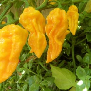 Devils Tongue Chilli Seeds