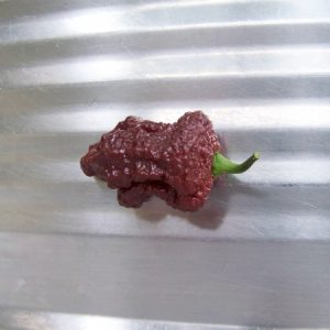 Chilli Pepper Seeds Leroy Brown