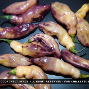 Mojo Scoundrel Chili Seeds