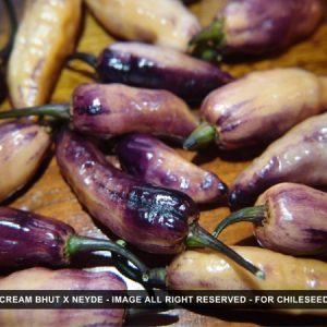 Purple Cream Chilli Seeds