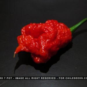 Primo 7 Pot Chilli Seeds