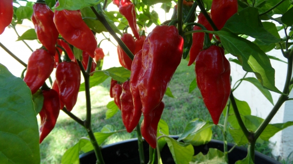 Buy Chilli Seeds