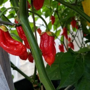 Naga Bubblegum Red Chilli Seeds