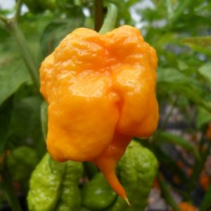 Yellow Chilli Seeds Primo