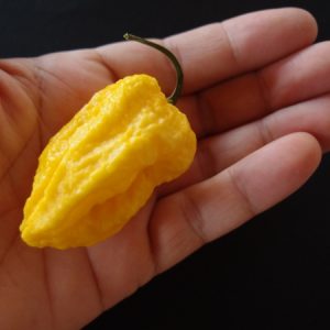 Yellow Nagabrain Chilli