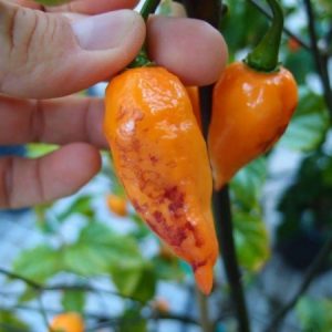 Orange Tiger Chilli Seeds