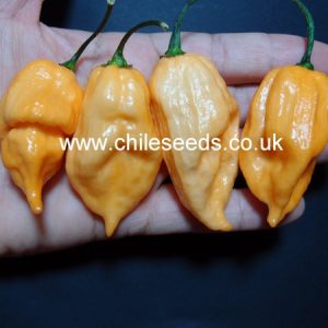 Peach Kraken Scorpion Chilli Seeds