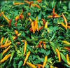 Orange Thai Chilli