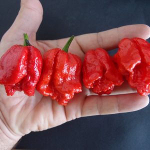 Monster Apocalisse Chlli Seeds