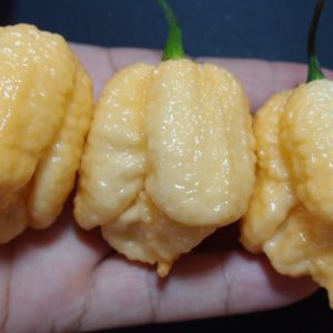 Peach Moruga Chilli Seeds