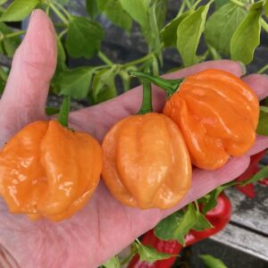 Chilli Seeds, Bahamian Goat Hot Pepper