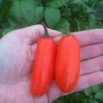 Hot chilli pepper seeds
