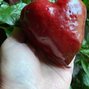 Mulato Notturno Grande Chilli Seeds