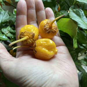 Purple Gum Yellow Chilli Seeds