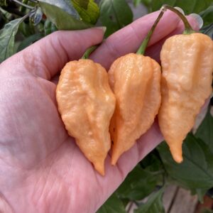 Peach Carolina Reaper Chilli Seeds