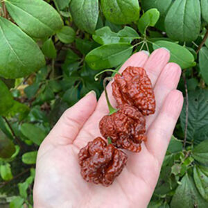 Caramel Naglah Beast Chilli Seeds