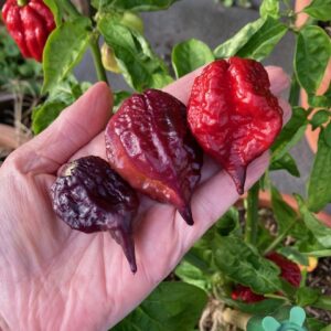 Purple Reaper Chilli Seeds