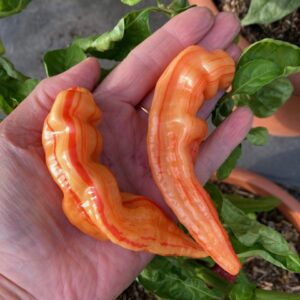 Striped Sugar Rush Peach Chilli Seeds