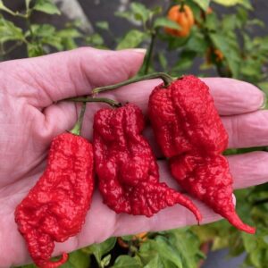 Primotalii Chilli Seeds