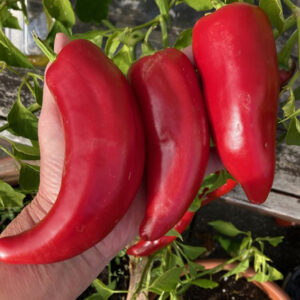 Tekne Dolmas Chilli Seeds