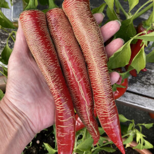 Vezena Piperka Chilli Seeds