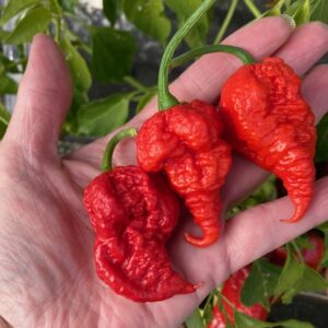 RB003 Chilli Seeds