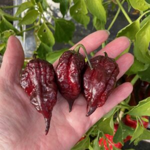 Purple Gator Jigsaw Chilli Seeds